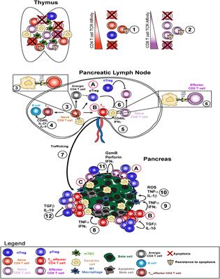 T Cell-Mediated Beta Cell Destruction: Autoimmunity and Alloimmunity in the Context of Type 1 Diabetes